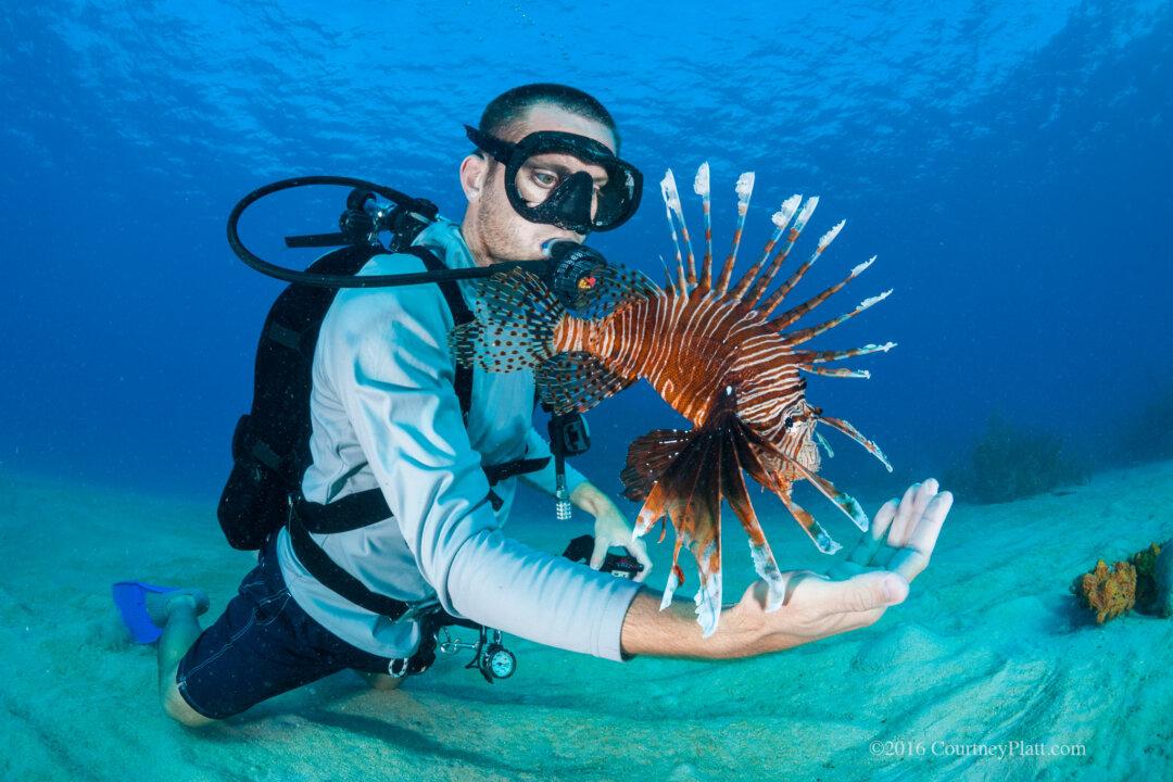 Eat ‘Em to Beat ’Em: Lionfish Cuisine Puts an Invasive Species on the Dinner Table