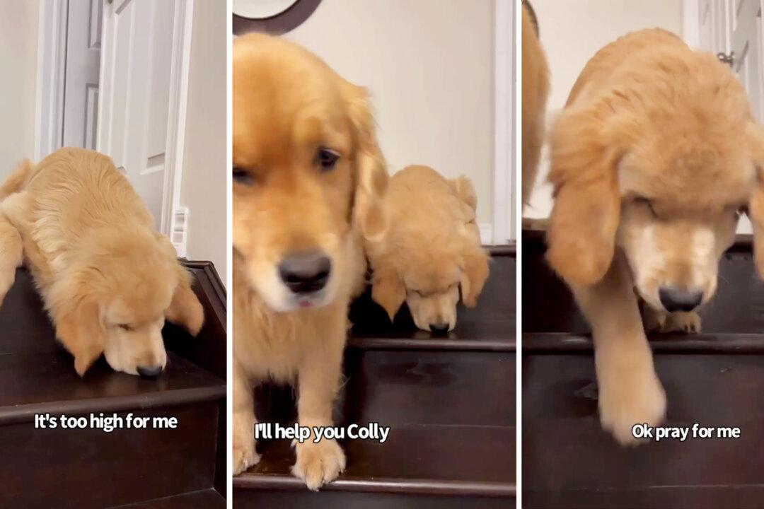 VIDEO: Older Dog Finally Softens When New Puppy Needs Help Climbing Stairs