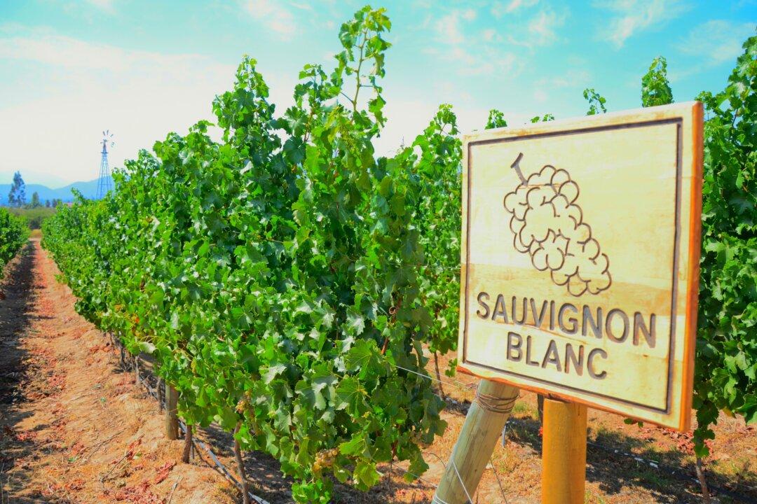 The Significance of Sauvignon Blanc
