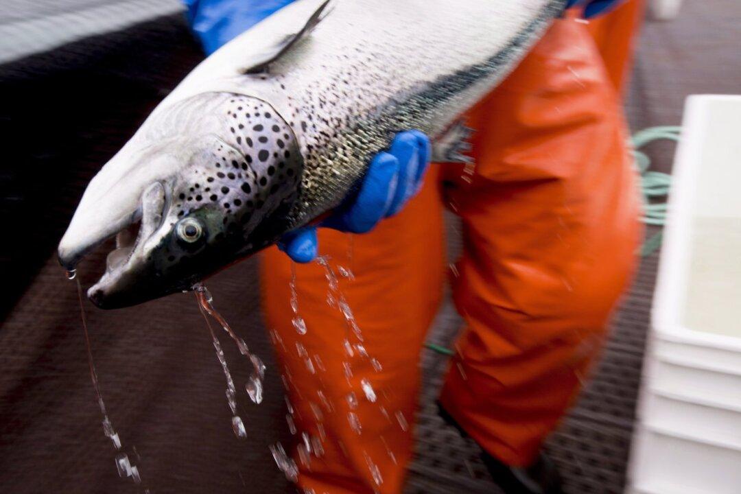 Federal Decision to Shut Down BC Salmon Farms Prompts Company Court Challenge