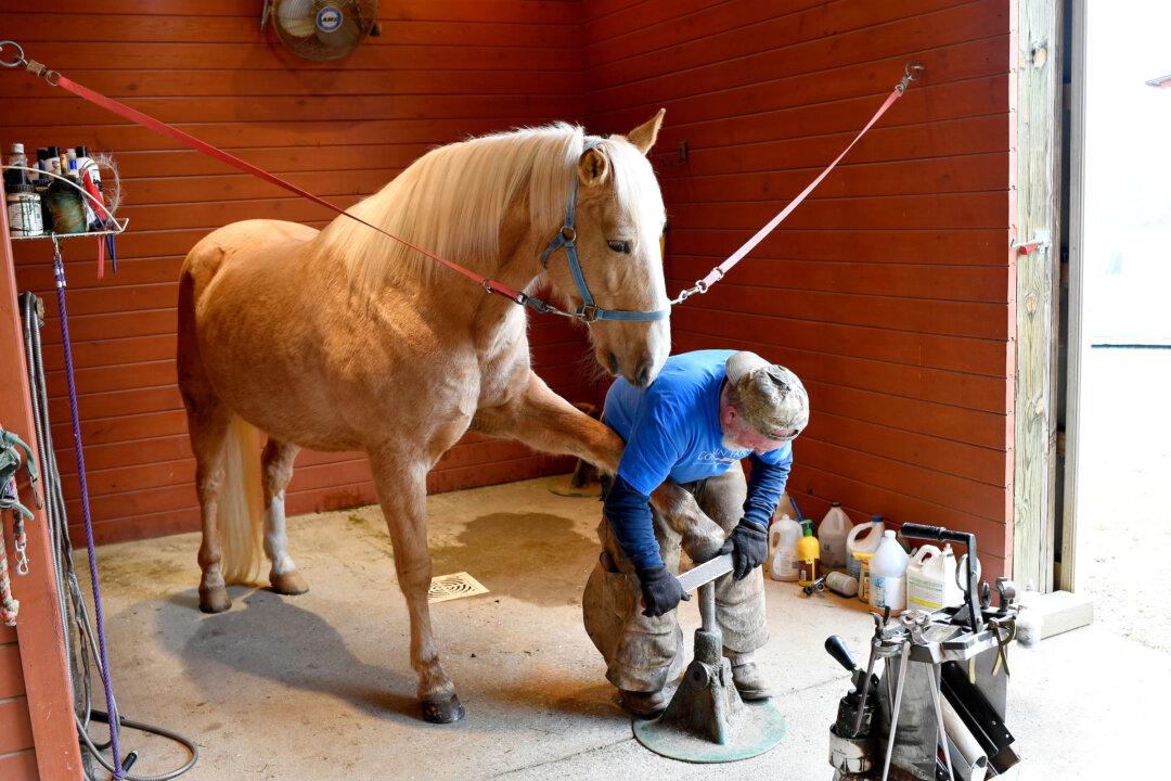 A Centuries-Old Craft Thrives in Virginia Horse Country