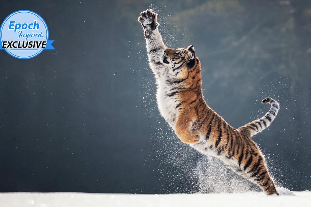 Photos: Award-Winning Photographer Snaps Tiger ‘Lahja’ Playing in the Snow, and More