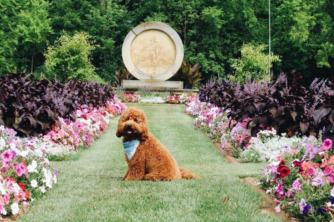 Furry Sympathy: Aunt Bea the Comfort Dog