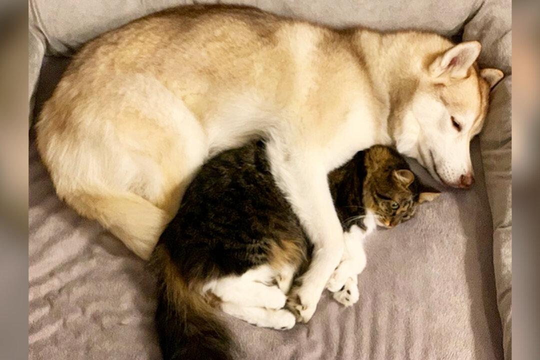 Siberian Husky Helps Kitten on the Brink of Death, Now They’ve Got an Incredibly Special Bond