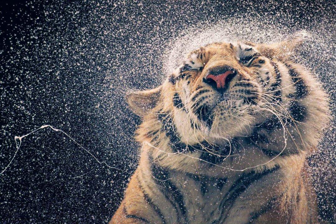 Photographer Snaps Stunning Portraits of Endangered Animals: Swimming Polar Bears, Strange Saiga, Wet Tigers, and More