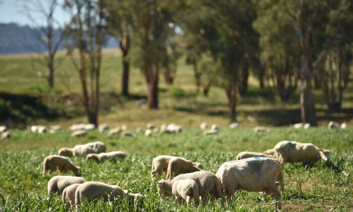 Australian Farmers Bracing for Bigger Biosecurity Bill in Budget