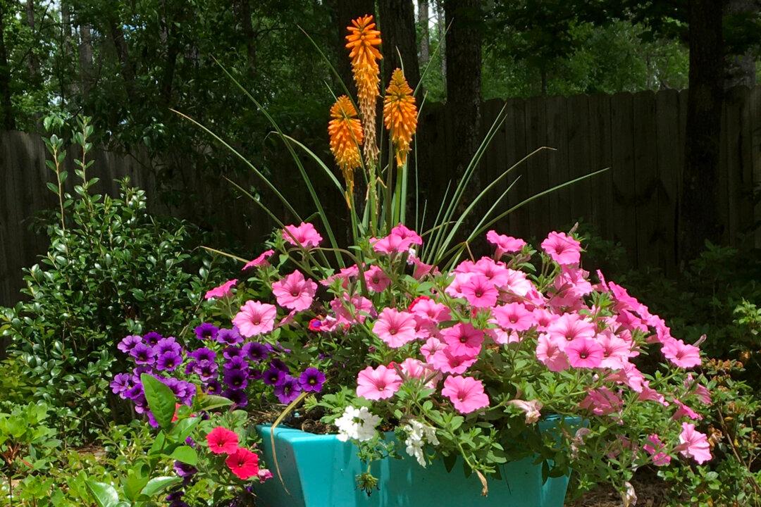 On Gardening: Aqua Blue Pots on a Hill the ‘Peace’ de Resistance