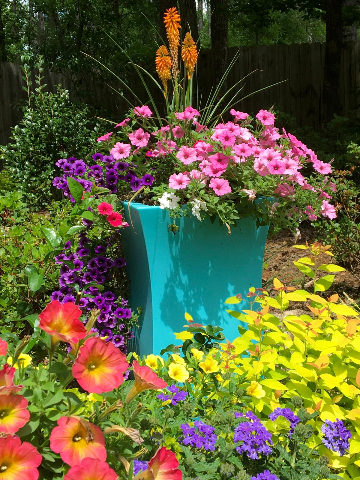 On Gardening: Aqua Blue Pots on a Hill the ‘Peace’ de Resistance