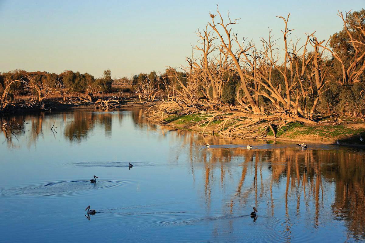 Hydroponic Australian Native Plants Found to Pull ‘Indestructible’ Chemical Contaminants From Water