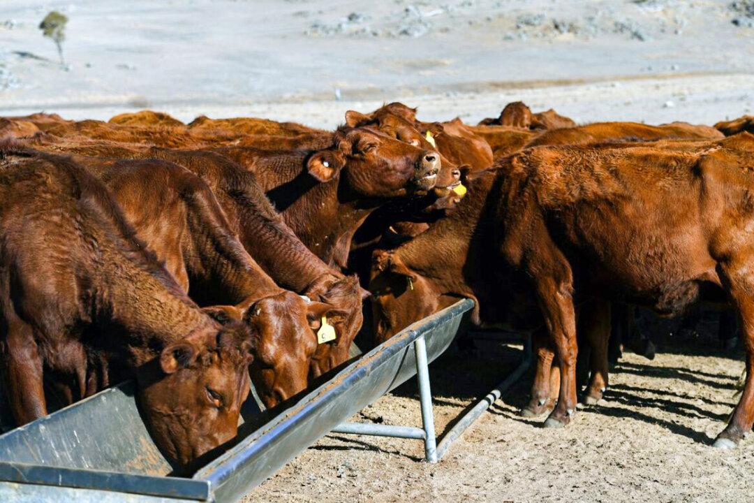 New Species of Dung Beetle to Roll Into Australia