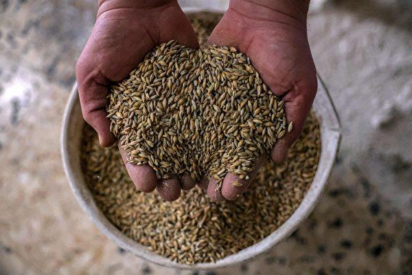 China Corn Futures at Record High Due to Adverse Factors