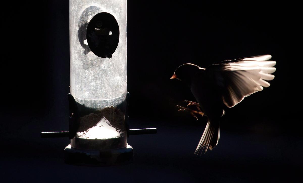 British Columbians Asked to Take Down Bird Feeders as Avian Flu Hits More Poultry Flocks