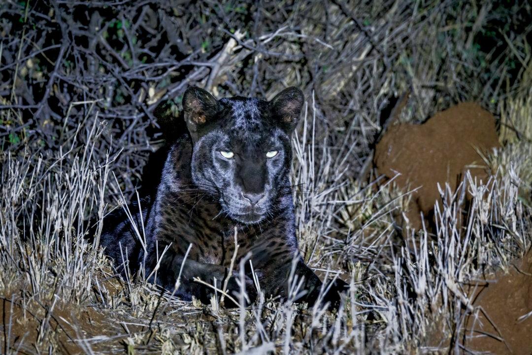 Couple Captures Photos of Rare Black Leopard During a Trip to Kenya