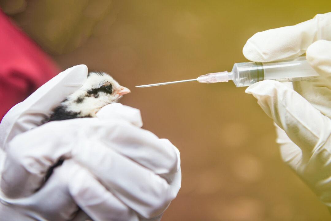 New Generation of Livestock Drugs Linked to Cancer