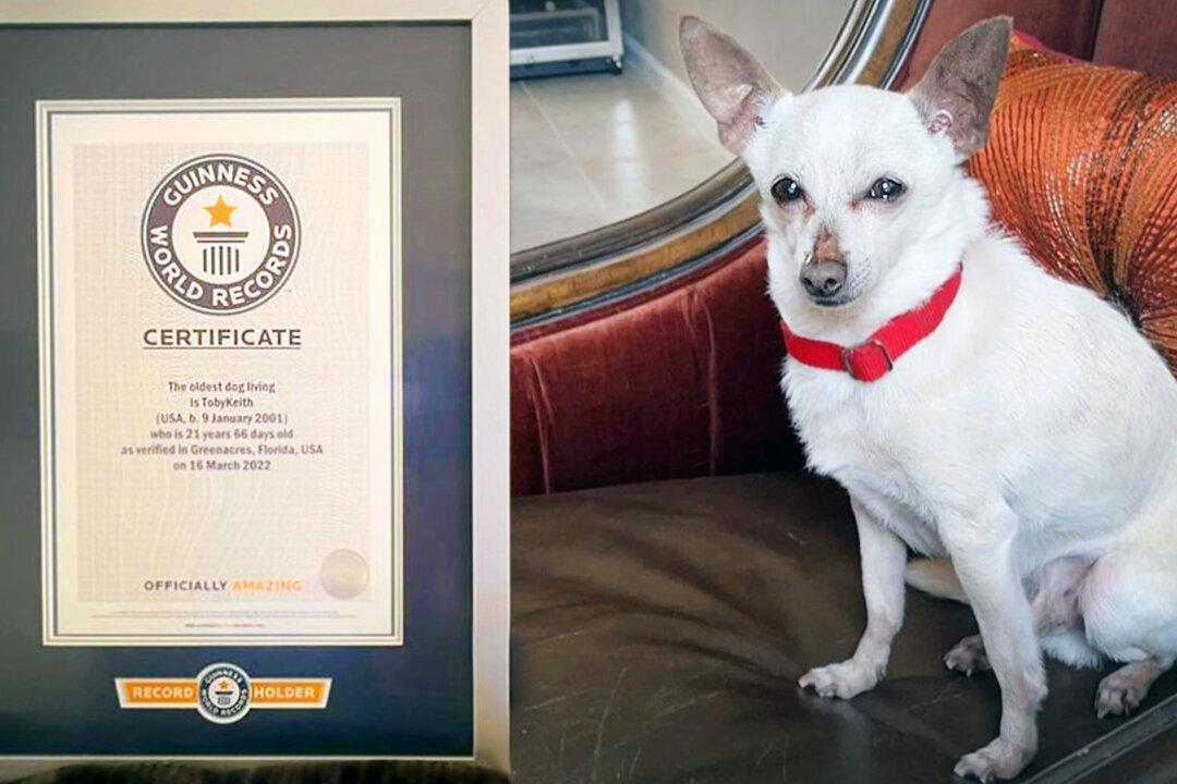 21-Year-Old Chihuahua in Palm Beach Named ‘World’s Oldest Dog Living,’ Covets Guinness World Record