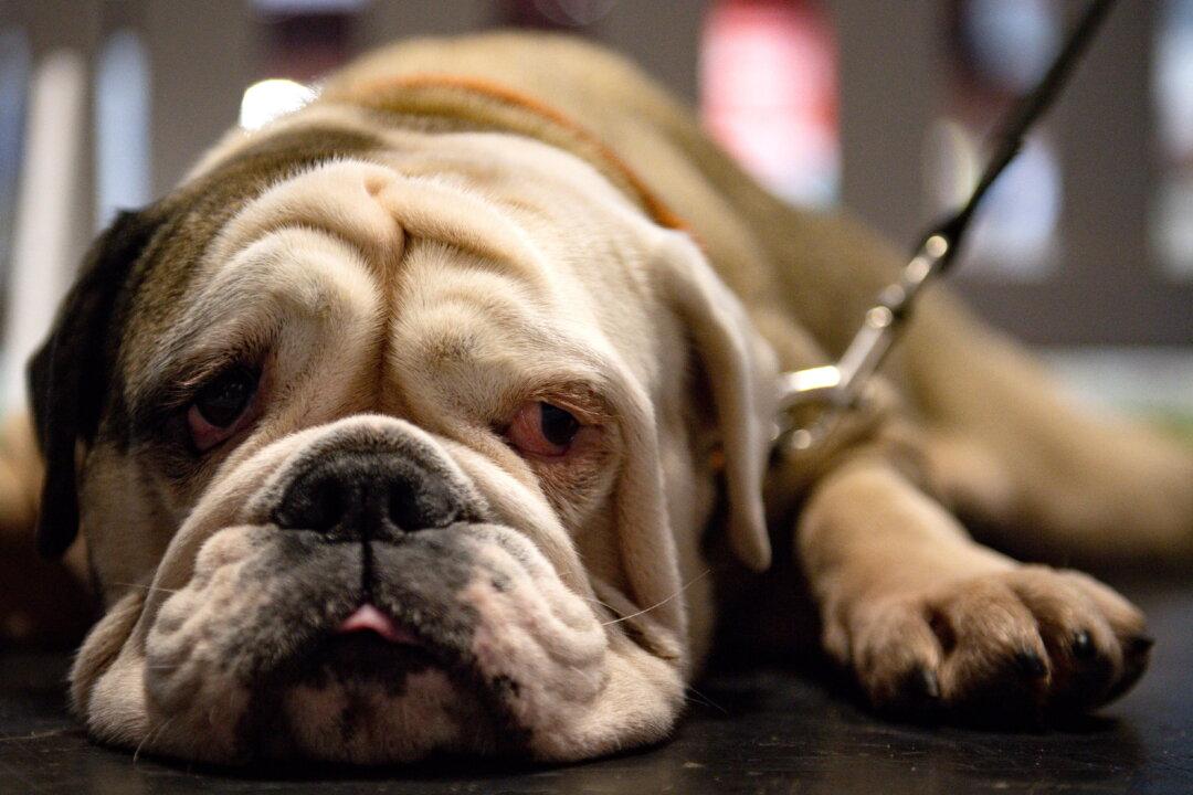 Big Tech Forced to Remove Animal Torture Videos Under New Online Safety Laws