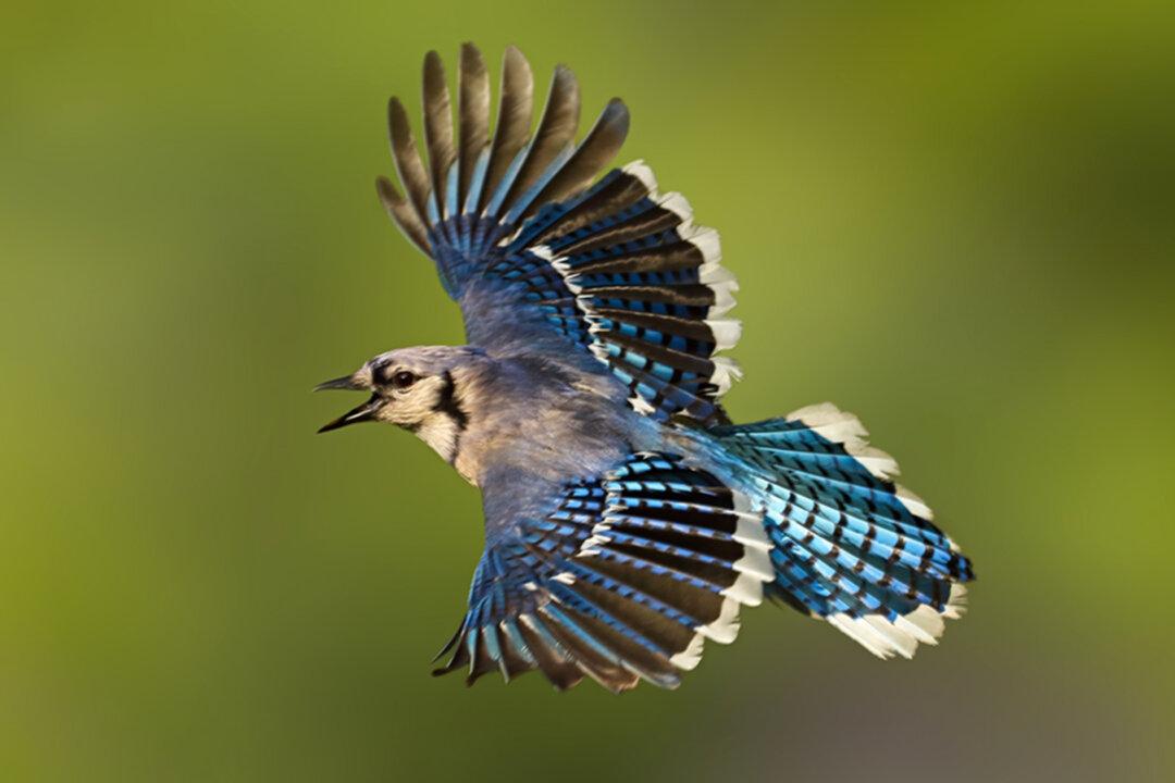 Photographer Captures Breathtaking Close-Up Photos of Blue Jays in Her Own Backyard