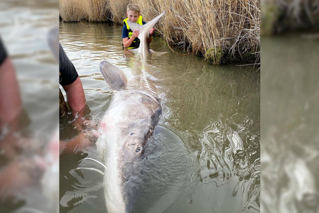 12-Year-Old Angler in Idaho Reels in 10-Foot Monster Sturgeon, Ties Catch-and-Release State Record