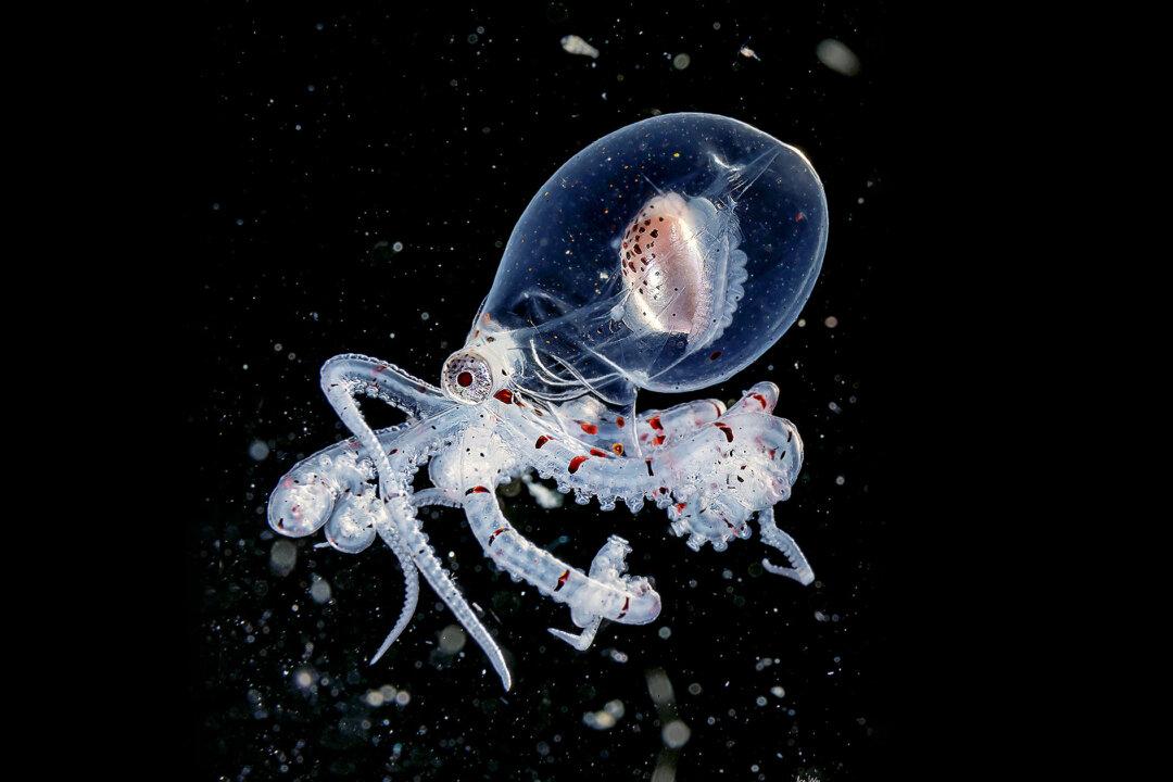 Underwater Photographer Snaps Strange Transparent Octopuses in Dark Waters Where the Sun Never Shines