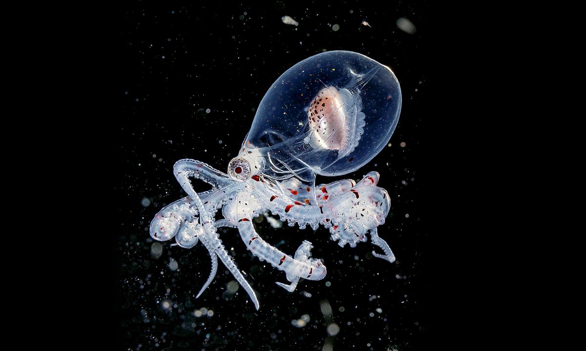 Underwater Photographer Snaps Strange Transparent Octopuses in Dark Waters Where the Sun Never Shines