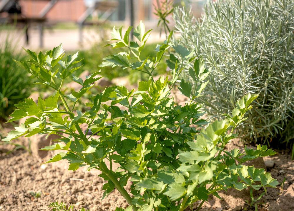If You Haven’t Tried Lovage—an Herb With the Flavor of Supercharged Celery—You’re Missing Out (+Recipe)