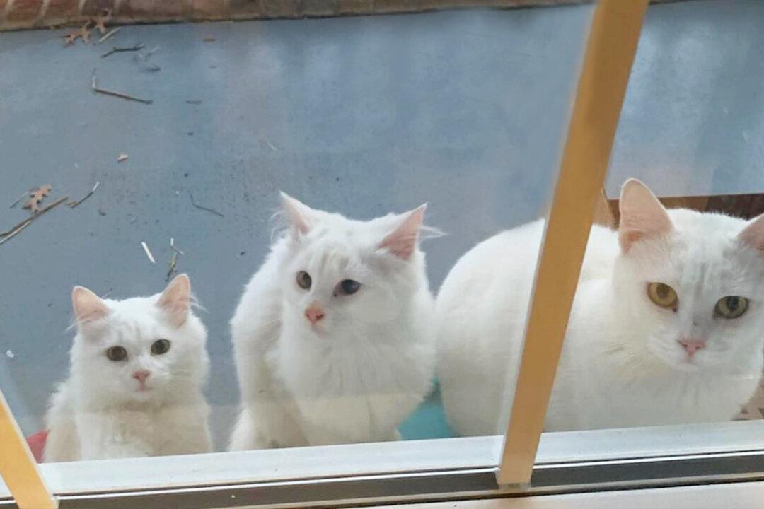 Pregnant Cat Seeking Help Brings 2 Older Kittens to Stranger’s Door, Gives Birth to 5 More
