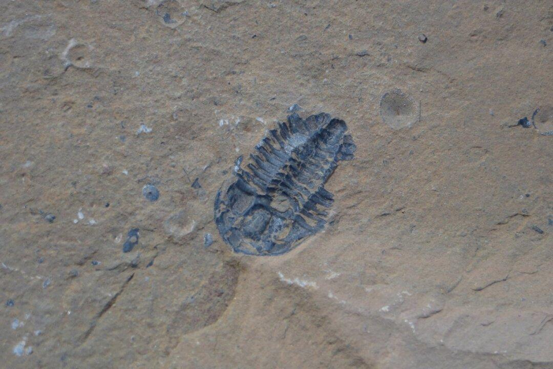 Parks Canada Recovers 45 Fossils Stolen From Burgess Shale, Levies $20,000 Fine