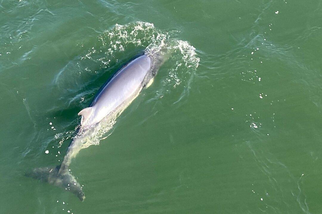 Second Minke Whale Spotted Off Montreal, Marine Mammal Group Says