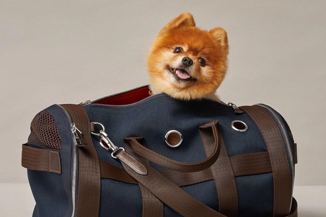 Pampered Pets: Keeping the Pup or Kitty Happy