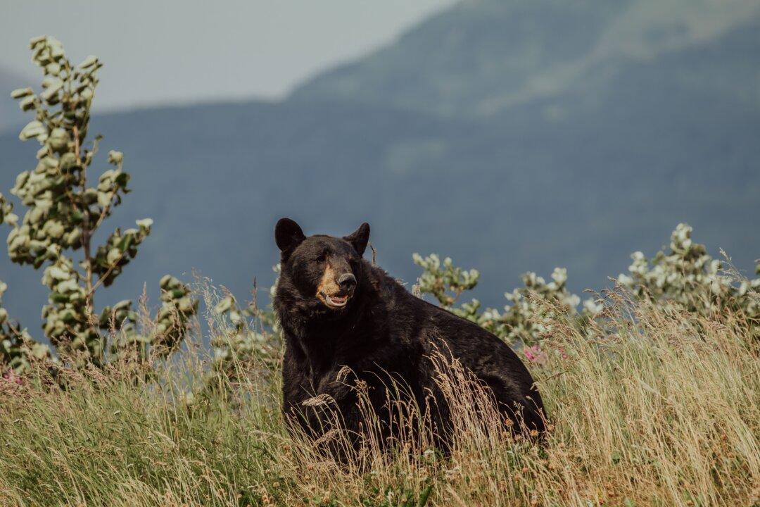 Star of ‘The Bear Whisperer’ Accused of Illegal Bear Kill