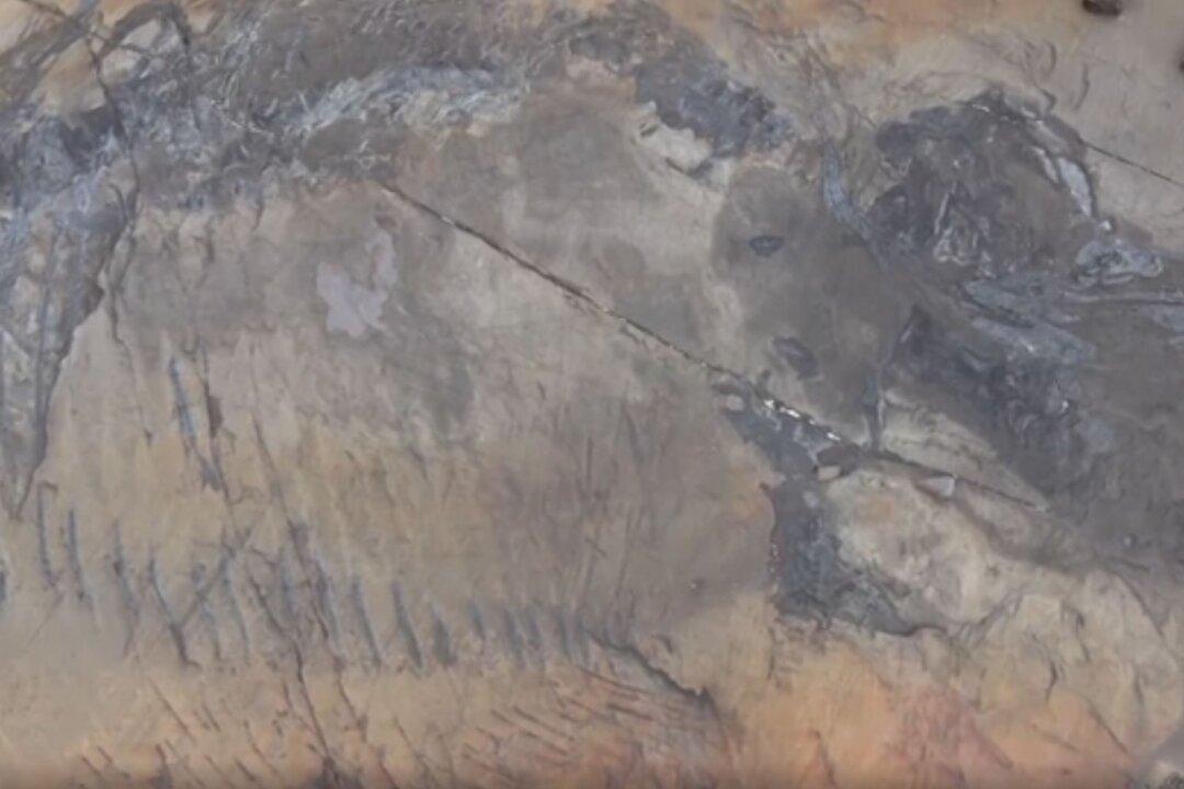 Fossil of Pregnant Ichthyosaur Discovered in Chile