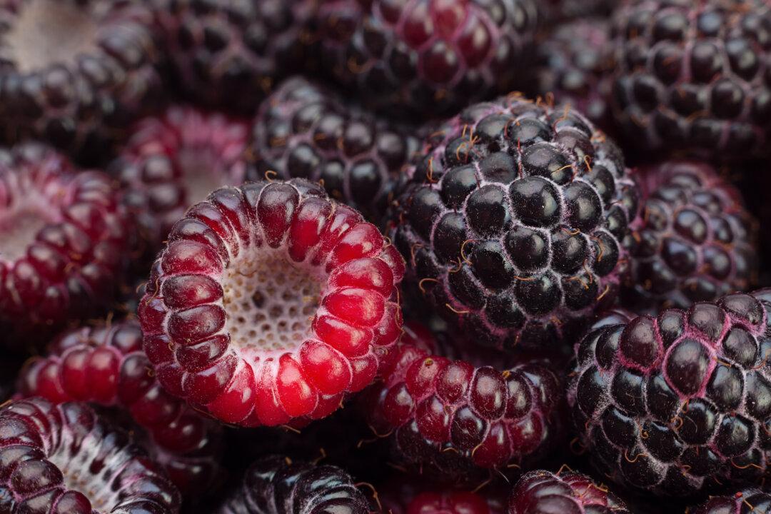 Surprising Health Benefits of Black Raspberries