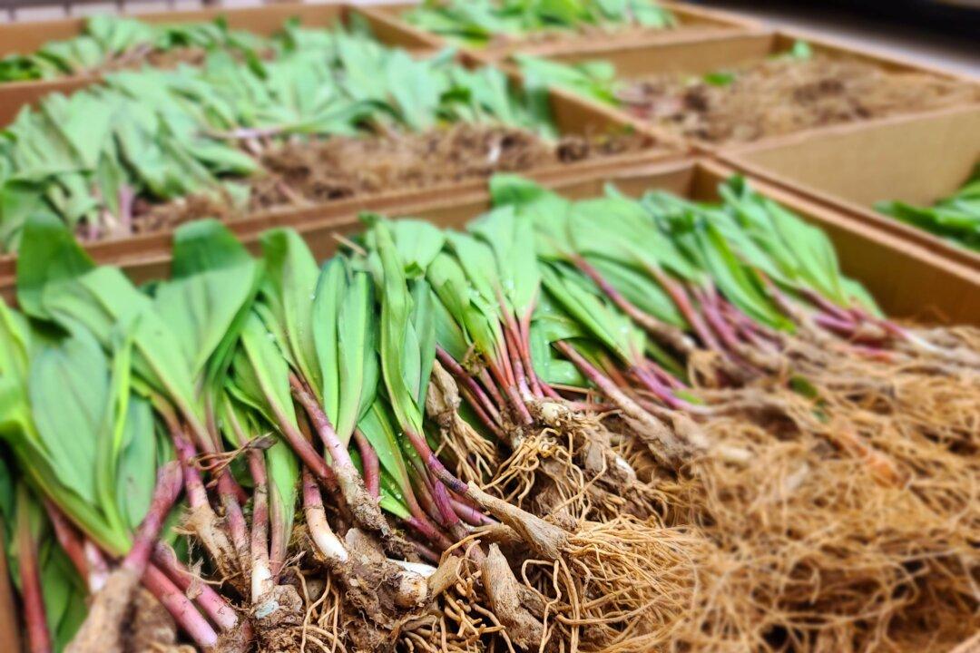 The Secret World of Ramps: Harnessing the Wild Flavor of West Virginia’s Spring Seasonal Delicacy