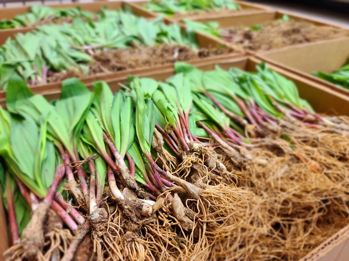 The Secret World of Ramps: Harnessing the Wild Flavor of West Virginia’s Spring Seasonal Delicacy