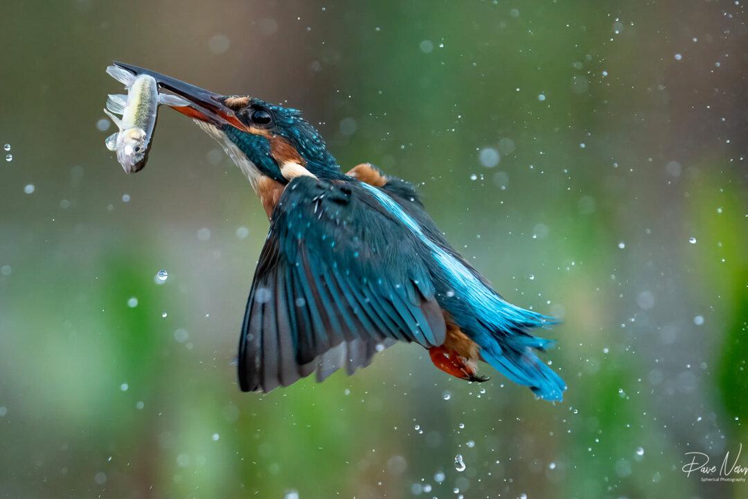 Office Worker Captures Incredibly Amazing Wildlife Shots During His Lunch Break (Photos)