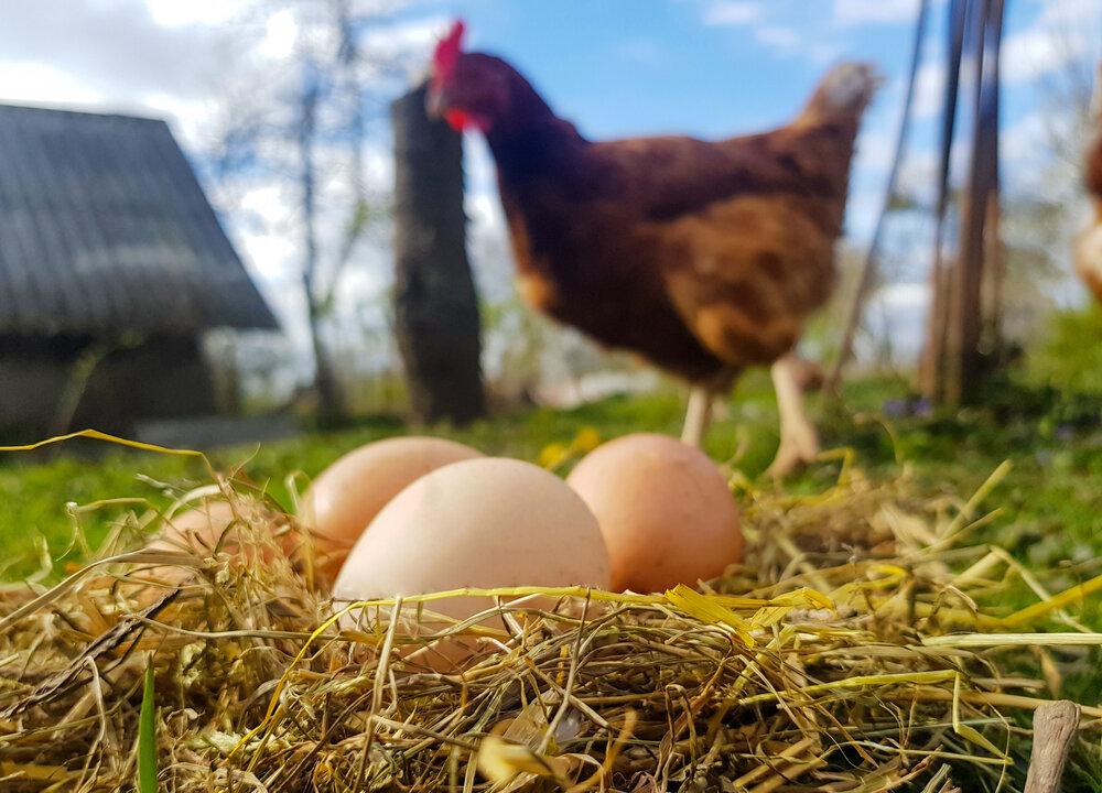 ‘The Egg and I’ from 1947: Buying the Chicken Farm