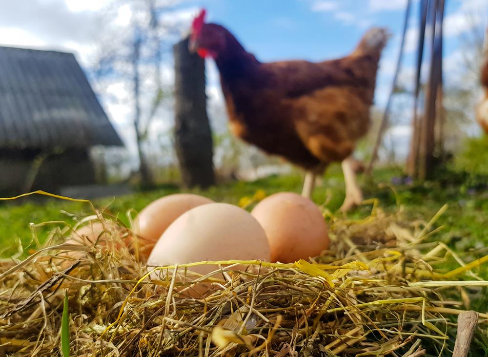 ‘The Egg and I’ from 1947: Buying the Chicken Farm