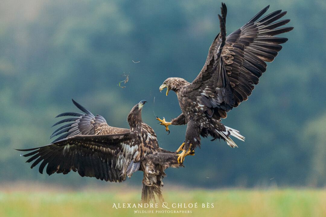 Amazing Photos Capture 2 White-Tailed Eagles in a Fearsome Midair Battle Over Food