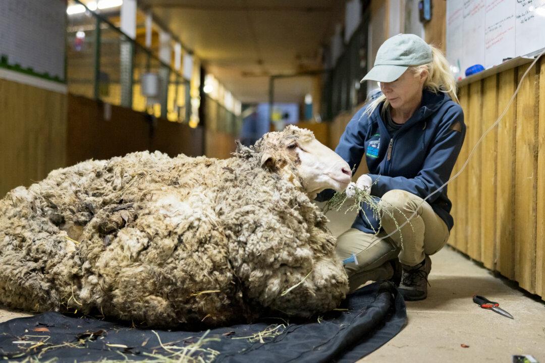VIDEO: Dying Sheep Saved From 88lb of Matted Fleece Is Now Unrecognizable and Happy