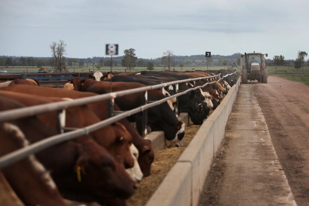 Australia Beef Producers Concerned Over EU Deforestation Compliance Laws
