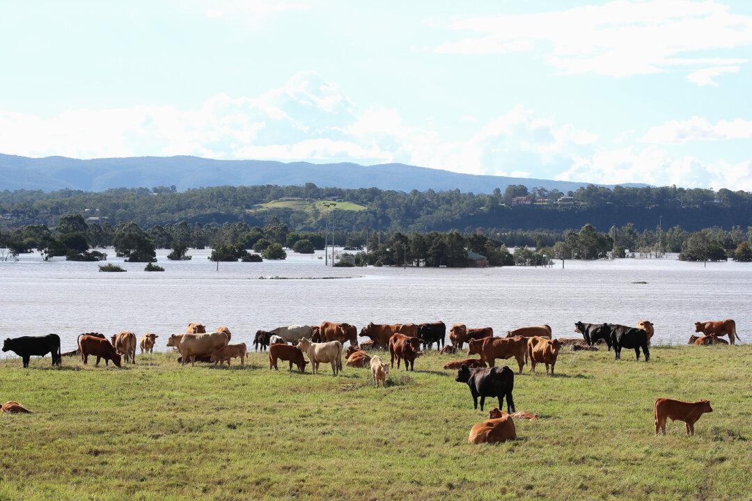 Greatest Biosecurity Threat Hovers Over Northern Australia: Chief Vet