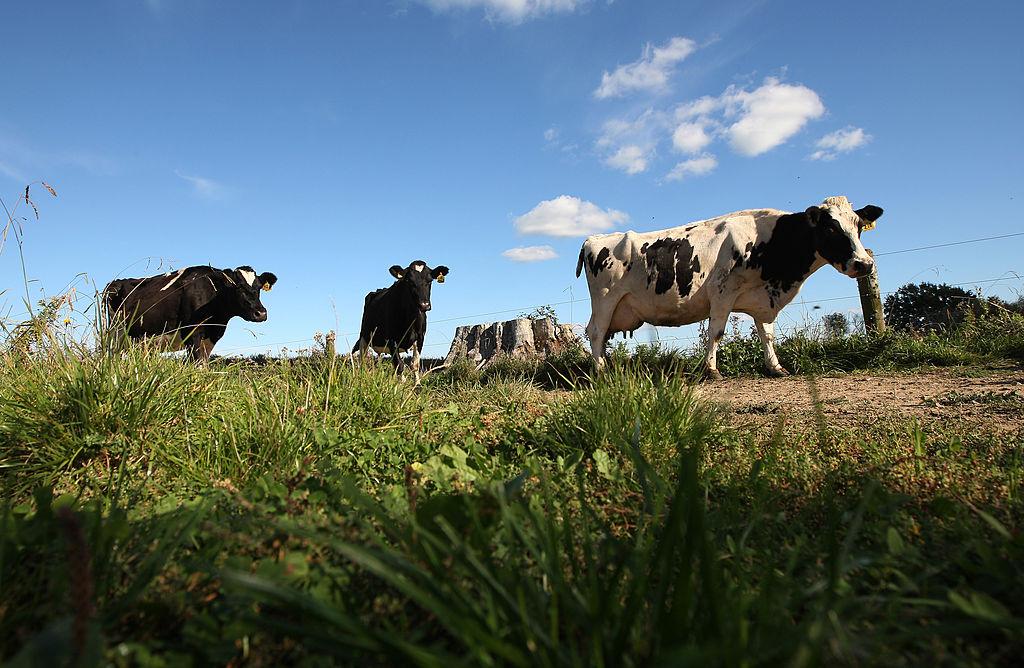 New Zealand Farmers Could Soon Pay Flatulence Tax for Livestock Under World-First Plan