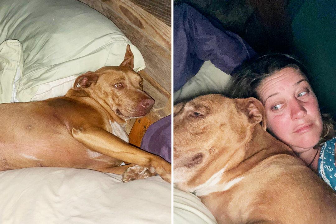 Hilarious Moment Couple Wake Up to Find They’ve Been Snuggling Someone Else’s Dog