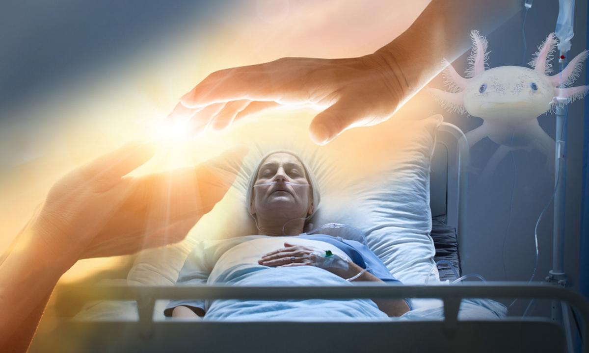 Is Death Reversible? Scientist Shows How ‘Brain Dead’ Patients Could Regenerate, Like Salamanders