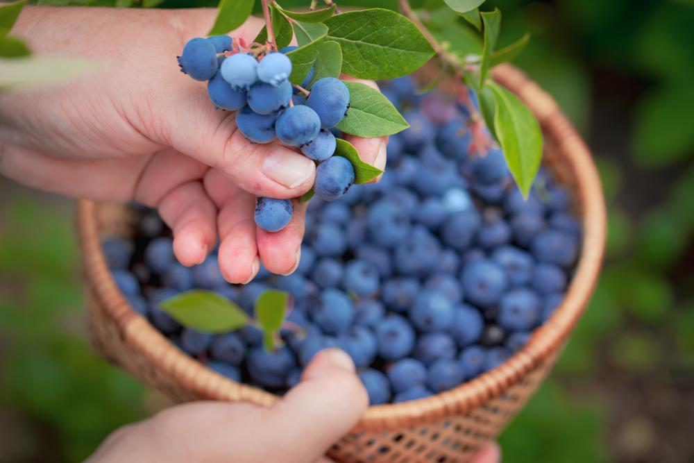 Benefits of Blueberries for Heart Disease