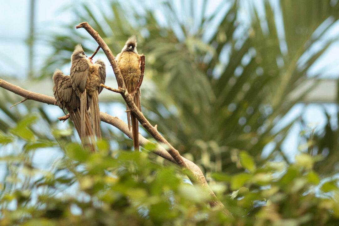 Zoo Horticulturist Shares the Secrets Behind Recreating Habitats for Animals