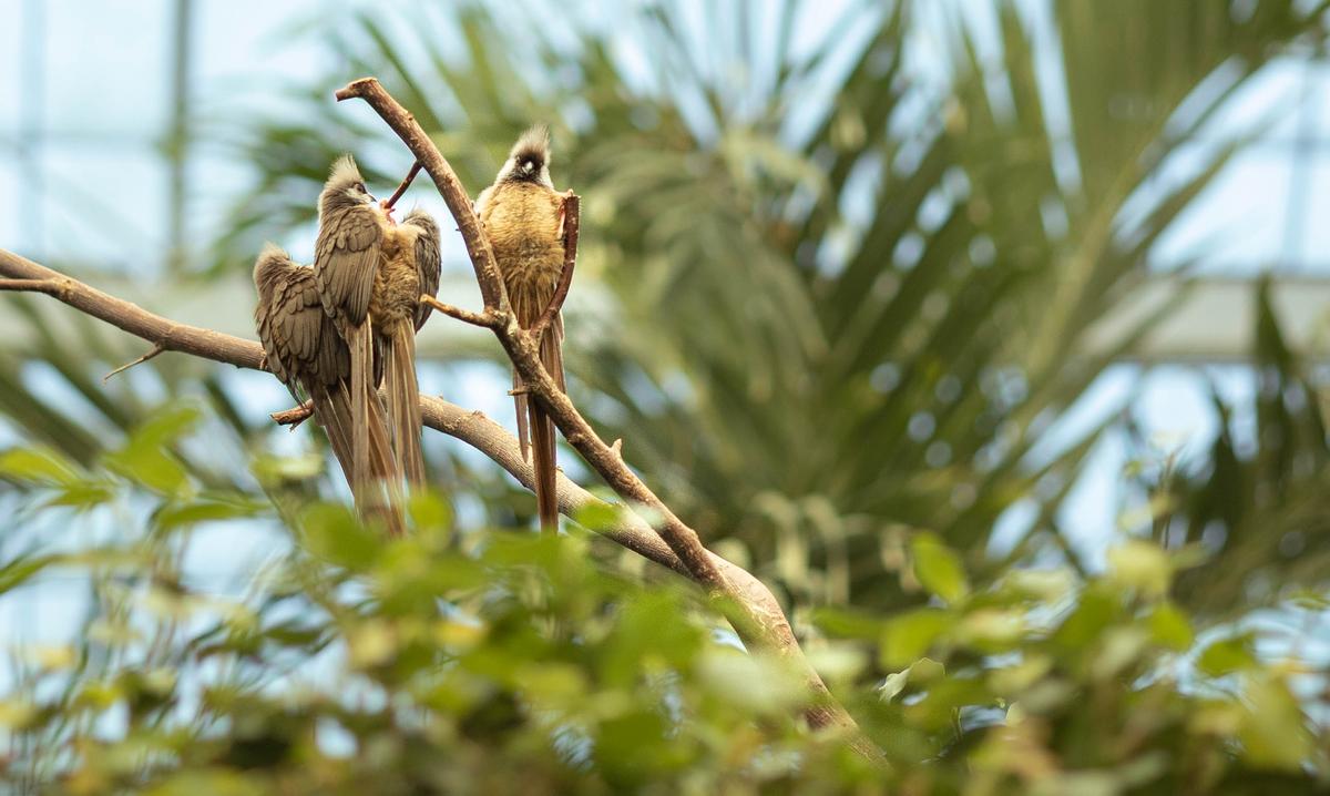 Zoo Horticulturist Shares the Secrets Behind Recreating Habitats for Animals