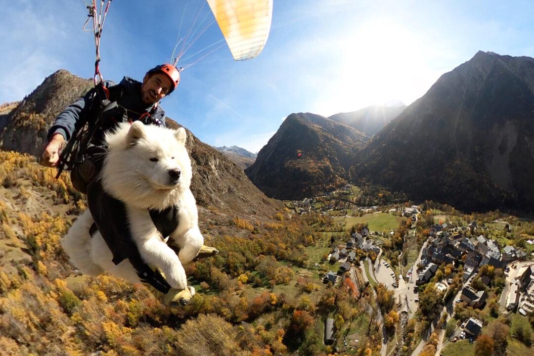 VIDEO: Fearless, Fluffy Pup’s Paragliding Adventures With His Owner Go Viral