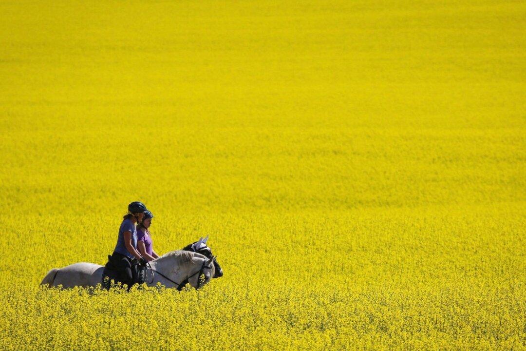 China Lifts Restrictions on Canadian Canola: Ottawa Announces