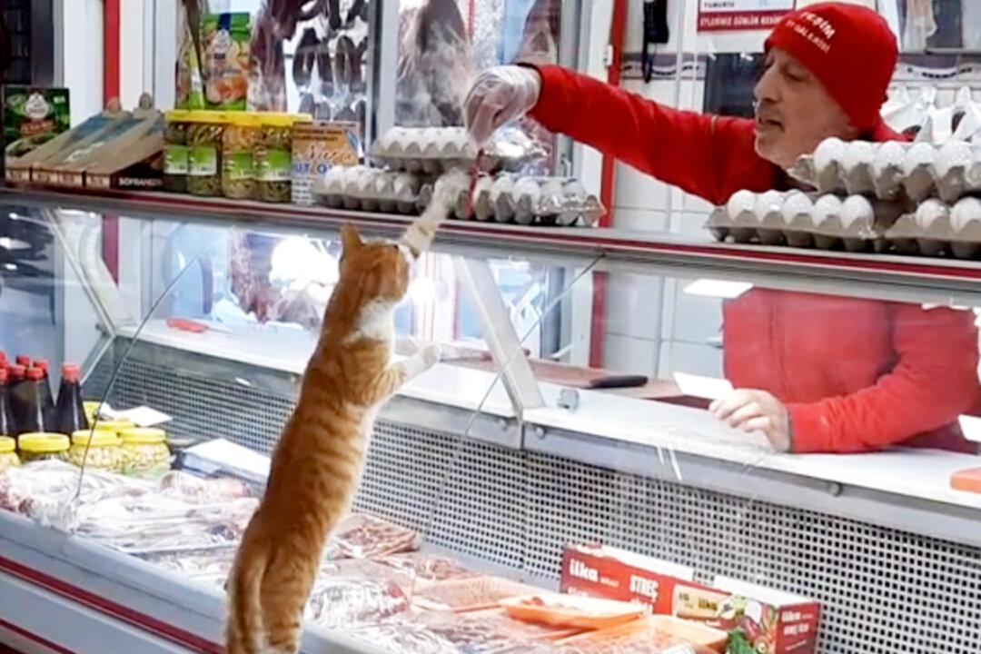 VIDEO: Butcher Treats Every Stray Dog and Cat to Tasty Meat Scraps at His Store